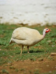 White guinea fowl in a farm.