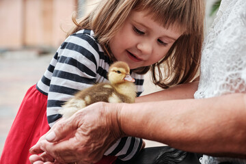 Happy Little girl is playing with ducklings. Hands Holding Duckling.