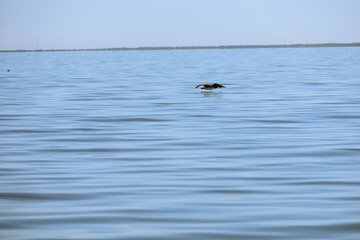 Fototapeta premium Fishing Lure Louisiana Pelican over water