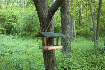 bird feeder hanging on a tree in the forest