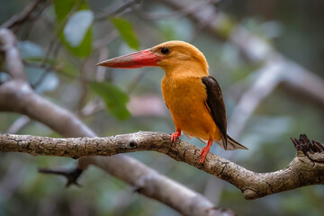 Close-up of a Brown-winged Kingfisher perched on a branch
