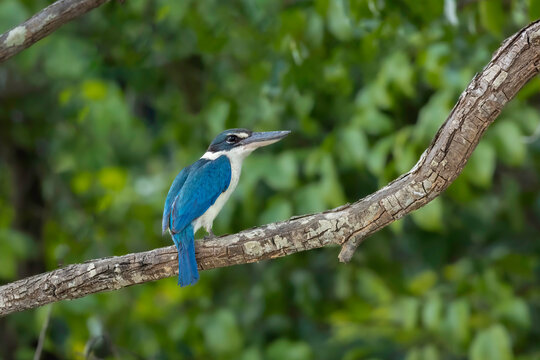 Close-up of a Collared Kingfisher perched on a branch