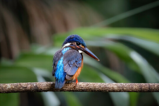 Close-up of a Blue -eared Kingfisher perched on a branch
