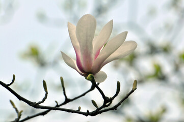  lovely magnolia blossom in springtime
