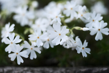 芝桜（白）