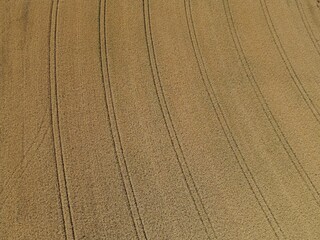 View from above of ripe wheatfield with lanes on a sunny day in july 