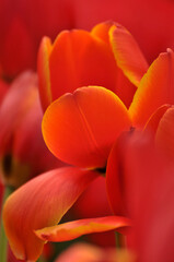 blossoming tulips in spring