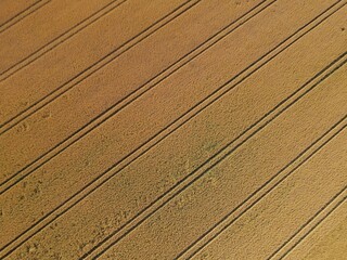 Aerial view of a golden colored ripening wheat field with streaks on a sunny day in summer
