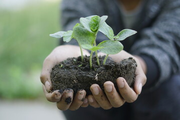 plant in hands