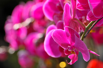 Fototapeta na wymiar Closeup of Orchid flowers