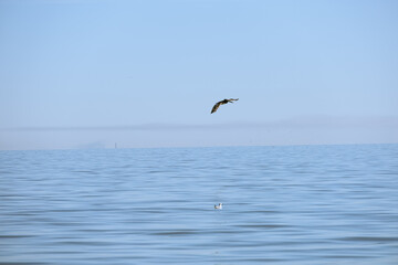 Fototapeta na wymiar water louisiana pelican diving