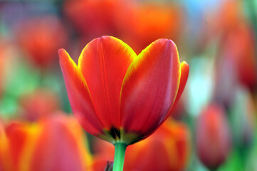 blossoming tulips in spring