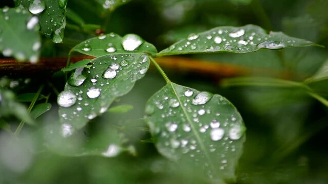 梅雨の季節、大きな水滴を乗せている緑の葉