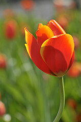 blossoming tulips in spring