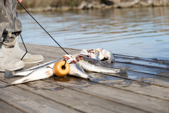 Fishing Rod and Reel on the Natural Background. Fish Stringer an Stock  Photo - Image of thread, spinning: 71224312