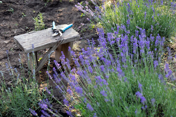 a pruning lavender