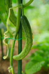 cucumber plant