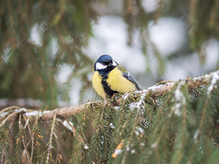 Cute bird Great tit, songbird sitting on the fir branch with snow in winter