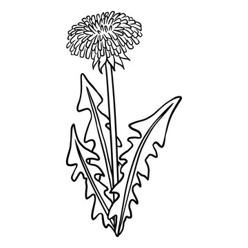 Dandelion botanical lineart vector icon. Summer flower comic style image. Hand drawn isolated lineart illustration for prints, designs, cards. Web and mobile