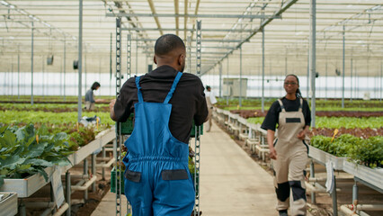 View from the back of african american man pushing rack with lettuce crates greeting woman coworker doing hand gesture in organic farm. Greenhouse worker moving harvest in hydroponic enviroment.