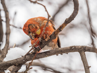 Red Crossbill male sitting on the tree branch and eats wild apple berries. Crossbill bird eats berries.