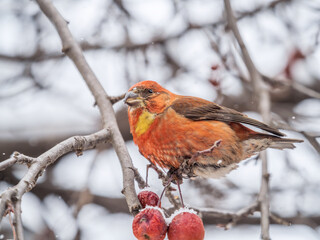 Red Crossbill male sitting on the tree branch and eats wild apple berries. Crossbill bird eats berries.