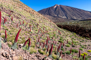 Field of red flowers Tajinaste. Scenic view on volcano Pico del Teide, Mount El Teide National Park, Tenerife, Canary Islands, Spain, Europe. Volcanic dry landscape. Hiking trail on sunny summer day © Chris