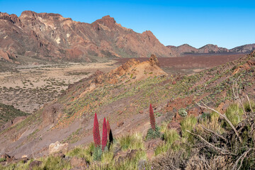 Red flowers Tajinaste with scenic view on Roque del Almendro, El Sombrero in volcano Mount Teide...