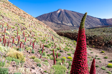Field of red flowers Tajinaste. Scenic view on volcano Pico del Teide, Mount El Teide National...