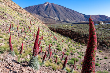 Field of red flowers Tajinaste. Scenic view on volcano Pico del Teide, Mount El Teide National Park, Tenerife, Canary Islands, Spain, Europe. Volcanic dry landscape. Hiking trail on sunny summer day © Chris