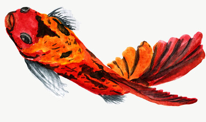 Fototapeta premium Watercolor Red and black koi carps hand drawn with ink in traditional Japanese painting style sumi-e on vintage rice paper. orange koi,