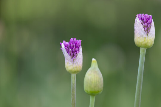 Close up view of Allum flower buds.