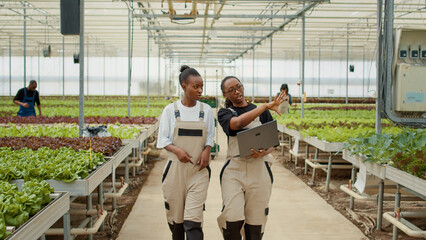 Two women working in greenhouse holding laptop walking and talking about growing organic lettuce and bio vegetables. African american farm workers discussing about harvesting plants for online orders.