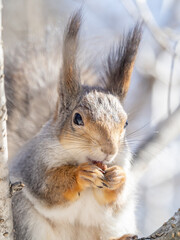 The squirrel with nut sits on tree in the winter or late autumn. Portrait of the squirrel close-up