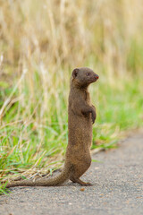 Dwarf Mongoose standing on a tarred road in the Kruger Park, South Africa	