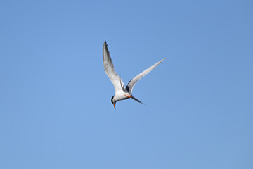 Common Tern  at Shoreline Lake, Mountain View