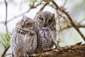 African Scops owls roosting in a thorn tree in the Kruger Park, South Africa