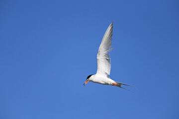 Fototapeta na wymiar Common Tern at Shoreline Lake, Mountain View