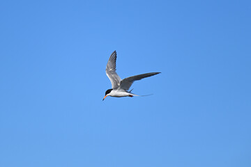Common Tern  at Shoreline Lake, Mountain View