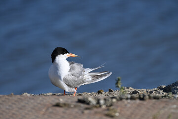 Common Tern  at Shoreline Lake, Mountain View