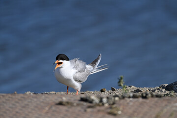Common Tern  at Shoreline Lake, Mountain View