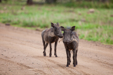 Warthogs walking through the long grass in the Kruger National, South Africa