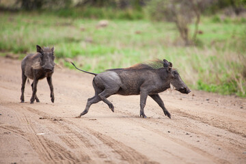 Warthogs walking through the long grass in the Kruger National, South Africa