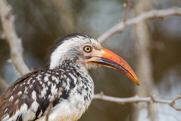 Red-billed hornbill scouring the floor for scraps in the Kruger Park
