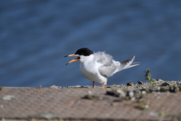 Common Tern  at Shoreline Lake, Mountain View