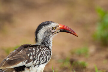Red-billed hornbill scouring the floor for scraps in the Kruger Park