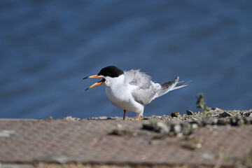 Common Tern  at Shoreline Lake, Mountain View