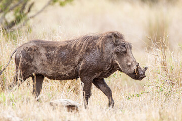 Warthogs walking through the long grass in the Kruger National, South Africa