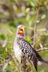 Southern Yellow-billed Hornbill overlooks a picnic area in the Kruger Park