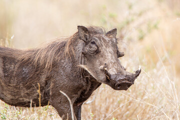 Fototapeta premium Warthogs walking through the long grass in the Kruger National, South Africa